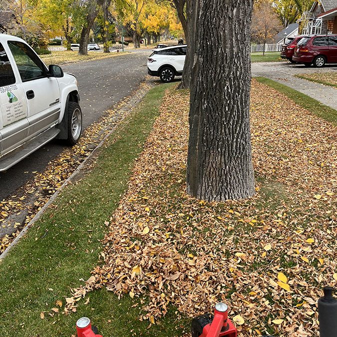 Leaf Cleanup: Why Removing Leaves Before Winter Matters